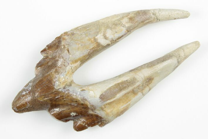 Fossil Primitive Whale (Basilosaur) Premolar Tooth - Morocco #215099